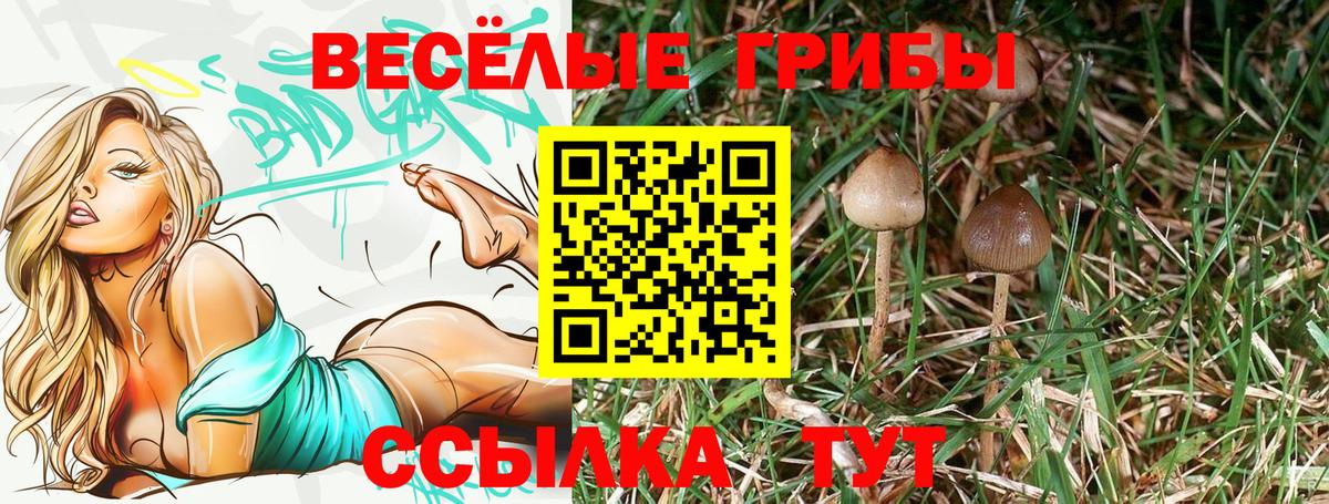 Псилоцибиновые грибы Psilocybine cubensis  Вход с VPN  Семёнов  как найти   Псилоцибиновые грибы ЛСД 